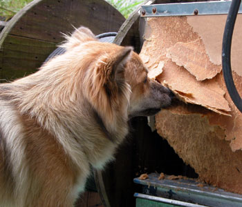 ������͔���