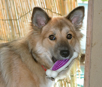 ��Ԃ̂��C�ɓ���