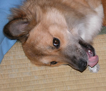 ���΂��Ȃ����D��