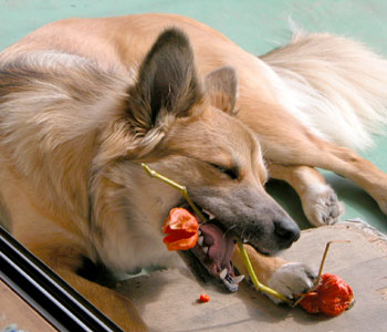 �����ԉ�ꂽ