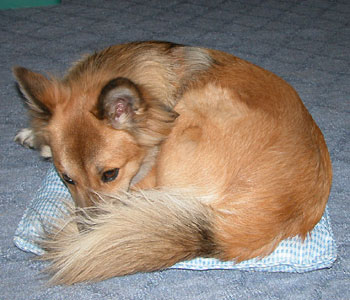 ���낶�[�����̌`���̂��ԂƂ�͏�������