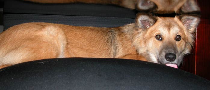 �B����Ă����֎q�ɂ悶�o��