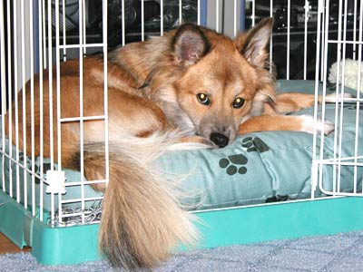 �V�������ՃN�b�V�����͂��C�ɓ���