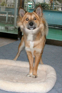 ���p�ɂȂ����́H