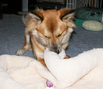 ������Ă��Ƃ��ȁH