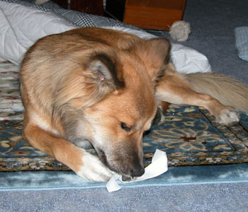 �E�G�X�g�S���̐؂�[