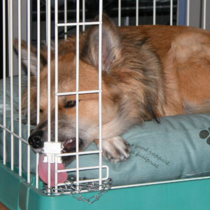 �������C�ɂȂ�