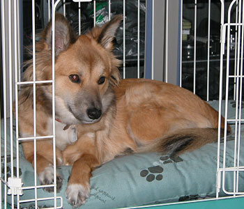 �Q�N���͂ڂ���