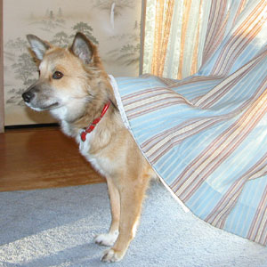 �����s�����