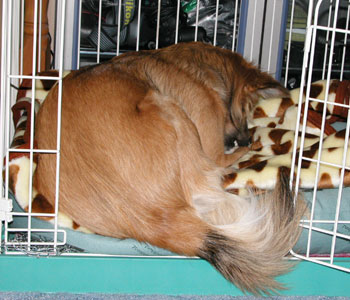 ���K�����������ł����񒣂��ĐQ��