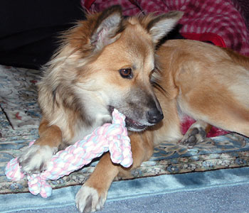 �V�������[�v���B�����|���Ȃ�