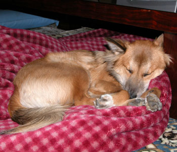 �ѕz�͂����W�߂Ă���Q��