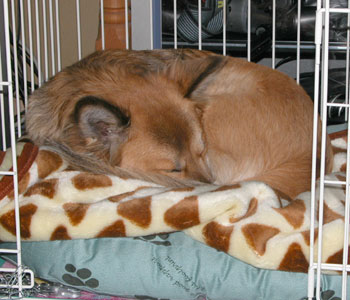 �~�Ȃ̂Ŗѕz�������Ă������