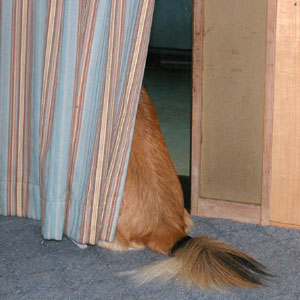 ���낻�낾�Ǝv������