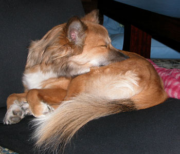 ���x�͐Q�Ă��ꂵ������