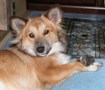 ���̗����y��