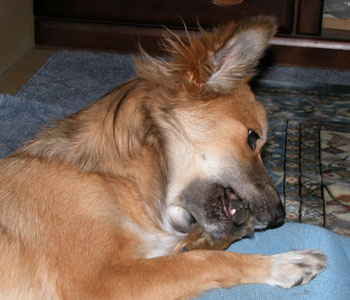 �܂ǂ�����������炩����