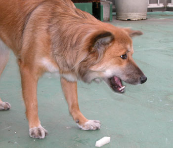 ���Ȃ�C�ɓ�����