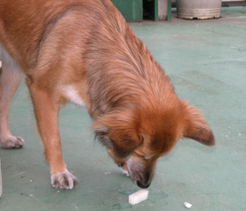 �卪���Č����񂾂���