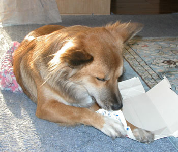 ����͋����p�b�N������