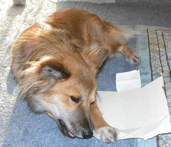 �p��H�ׂ���C�}�C�`������