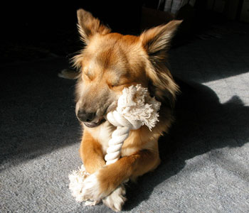 �Ȃ���������Ƃ��ڂ���Ă��܂�