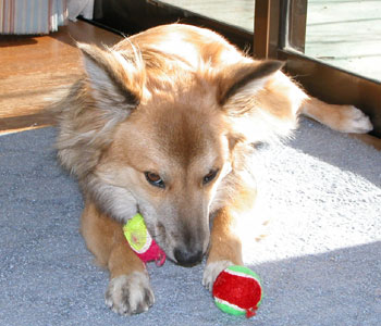 �Q���킦�������Ǔ��