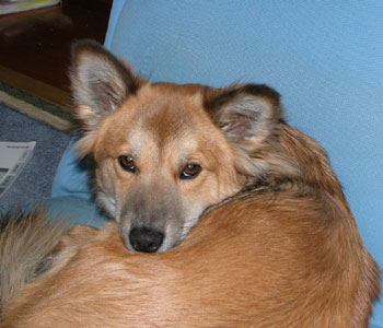 �s���ȂƂ��̊�