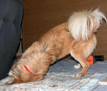 ����Ō@��Ƃ��͓��Ŏx����Ɗy����