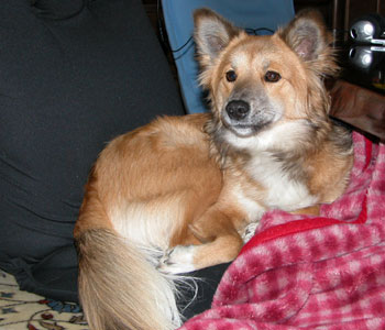 ���֎q�Ɩѕz�ō��؂ɐQ��