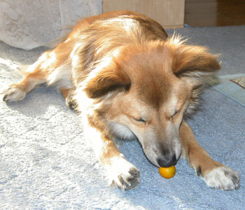 �������Ċۂ����̂��D��