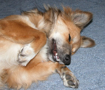 �C���������ƌ��̂��܂肪�Ȃ��Ȃ�