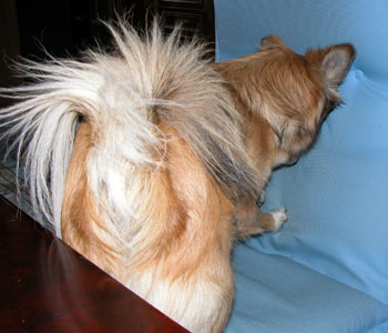 �J�̓��͍��֎q���@��