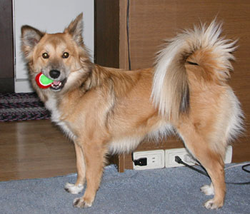 �{�[���͎����čs�����Ǔn���Ȃ�