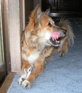 �r�j�[���Ђ��ŗV��