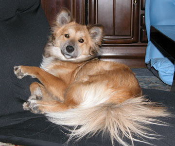 �Q�Ȃ���ł��@��