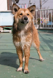 �����傮����ɂȂ���