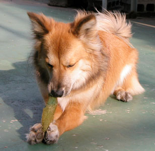 �X�|���W�����ċ@��������