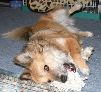 �Q�Ȃ���ł�������