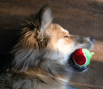 �V��ł�Œ��ɂ��Ƃ��Ƃ���