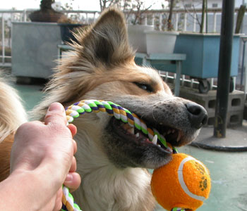 �P�X�W�~�̂�������͋C�ɓ�����