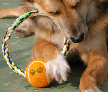 �ł�������Ɨ��Ăɂ���