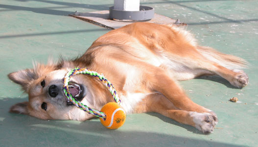 ������Ɣ��Ă�������y������