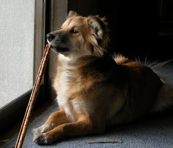 ���܂��������̂ɔ����Ď��s�����|�̔�