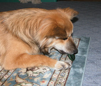 �H�ׂ���񂾂���