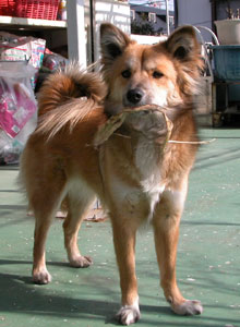 �ł��C�ɓ�����