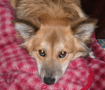 ���낻�낲�͂񂶂�Ȃ��H