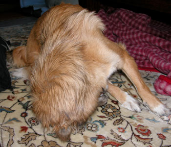 ���������Ă���