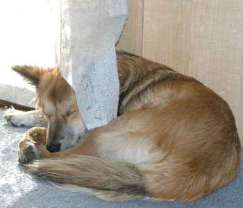 ����H�J�[�e���j������