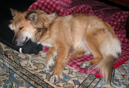 ���ɂ͂��傤�ǂ�������